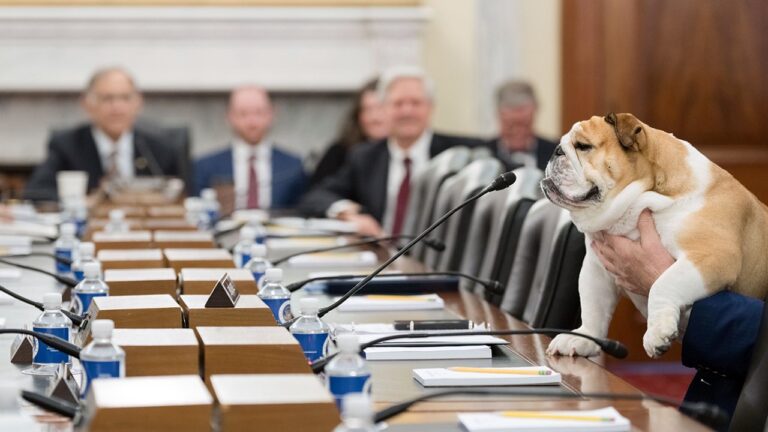 Babydog Justice makes Agriculture Committee debut