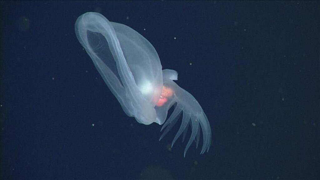 Glowing sea slug nicknamed ‘mystery mollusk’ discovered in deep ocean Glowing sea slug nicknamed ‘mystery mollusk’ discovered in deep ocean