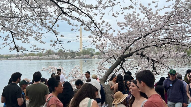 Amid big crowds, travel do’s and don’ts for DC cherry blossom season as blooms peak