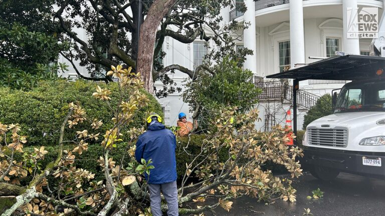 Trump to plant new Jackson magnolia tree at White House: ‘We’ve done everything for this tree’