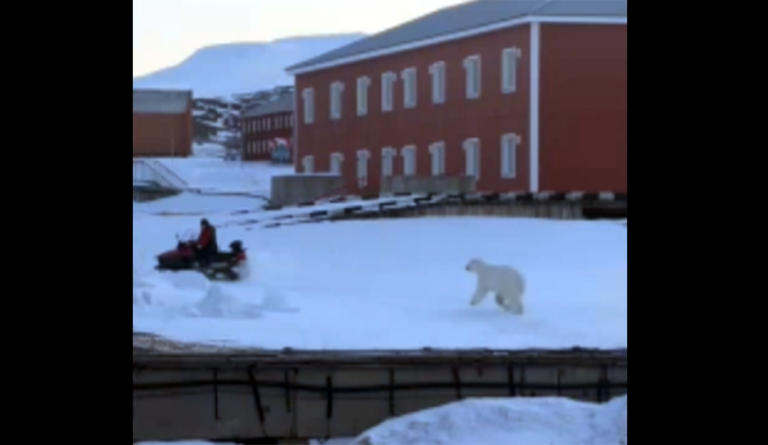 Man flees polar bear in Norway in dramatic escape, video shows