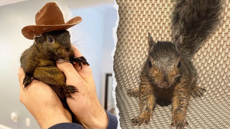 NY Republicans push ‘Peanut’s Law’ after beloved pet squirrel was seized, killed