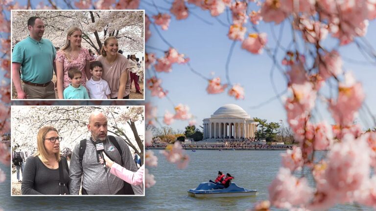 Travelers seeing DC’s cherry blossoms ponder if it’s ‘illegal’ to pick blooms, park ranger replies