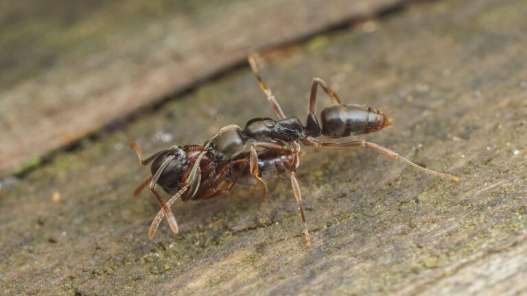 Asian needle ants pose health risk across America, sting sends some to hospital