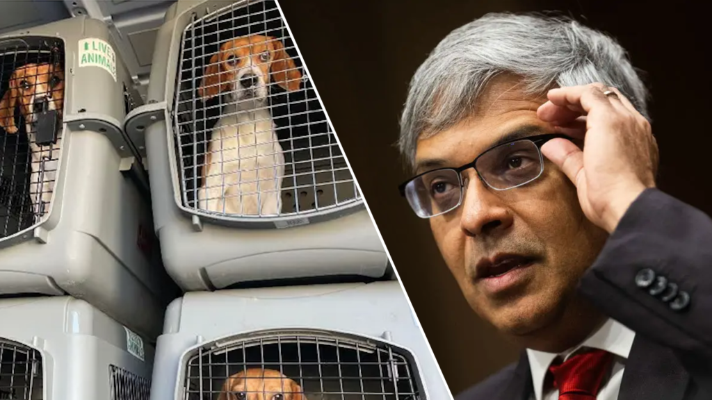 NIH closes dog experimentation labs accused of brutally killing thousands of beagles NIH closes dog experimentation labs accused of brutally killing thousands of beagles