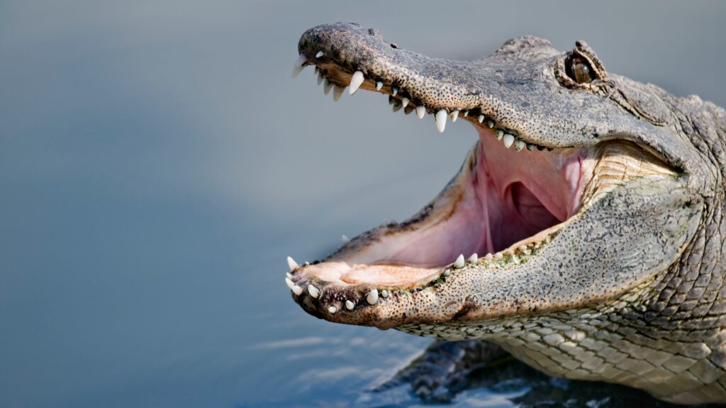 Florida researchers studied alligator bites and have determined the reason for 96% of them Florida researchers studied alligator bites and have determined the reason for 96% of them