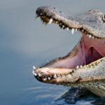 Florida researchers studied alligator bites and have determined the reason for 96% of them