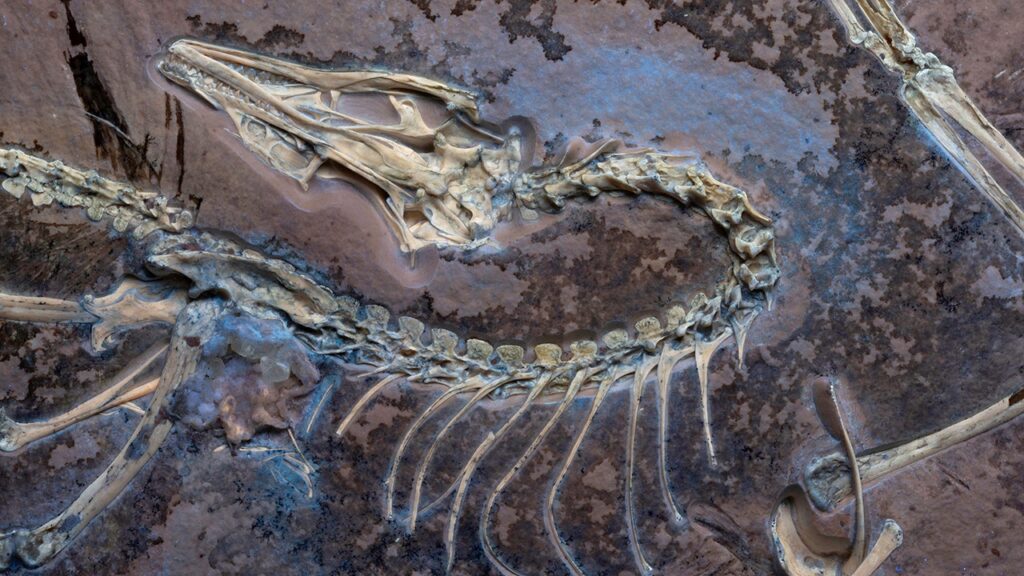 Rare Archaeopteryx fossil reveals new insights about earliest known birds