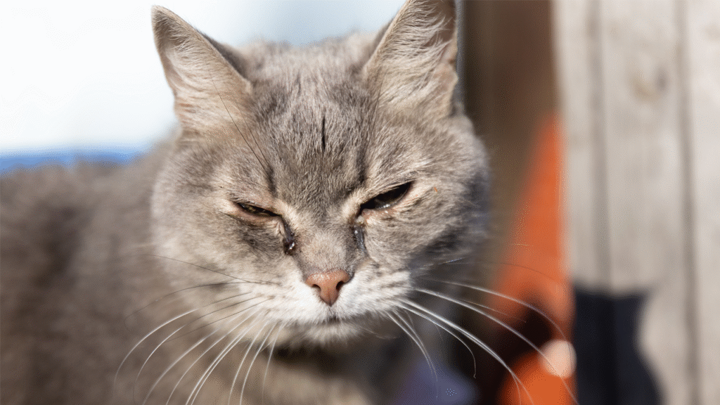 New York county approves law making it a crime for animal abusers to own pets