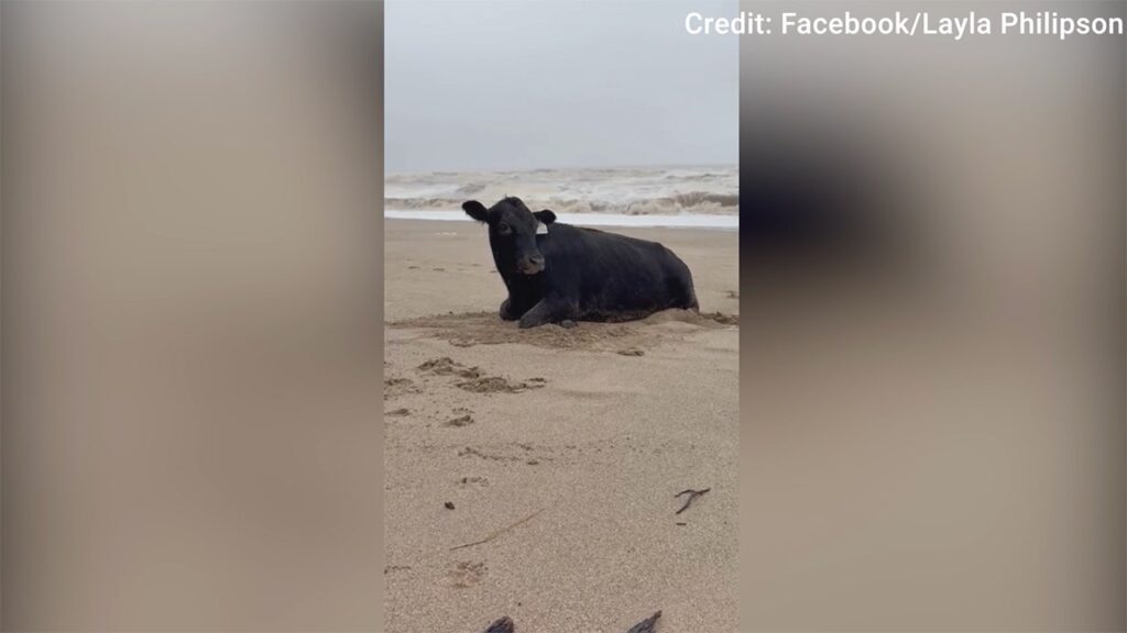 Cow swept away by Australia floods found alive on beach 11 miles from home