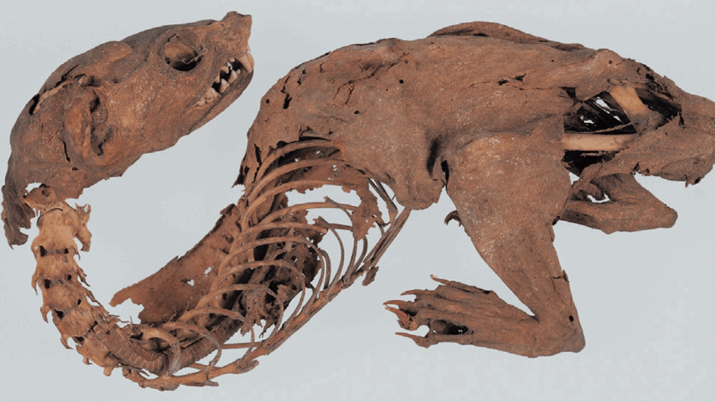 Centuries-old mummified ‘rainbow dragon’ in Japan revealed to be weasel-like marten