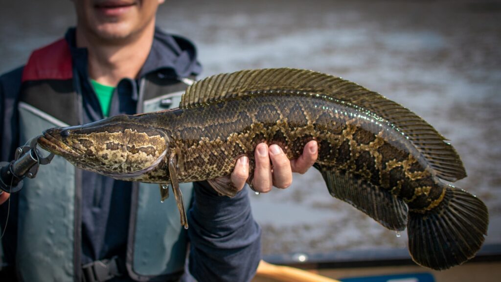 Conservation groups in Maryland pay bounty rewards for invasive fish caught Conservation groups in Maryland pay bounty rewards for invasive fish caught