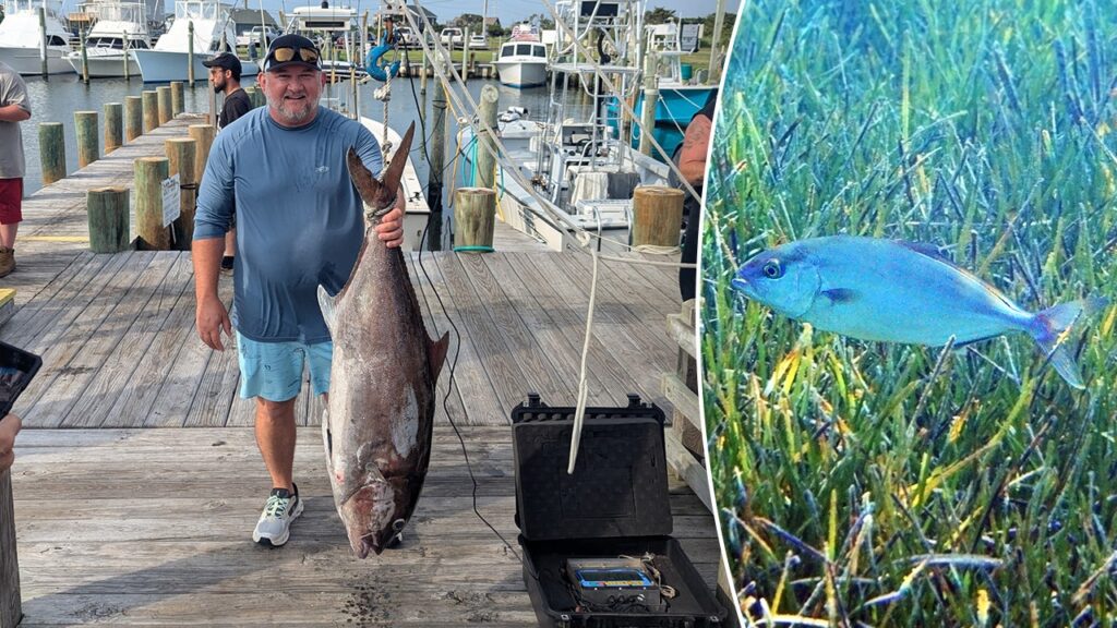 Fisherman shatters North Carolina’s previous state record for Almaco Jack