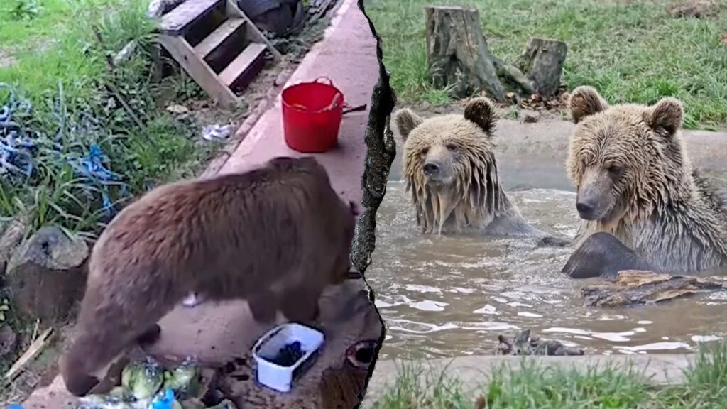 Young bears escape wildlife park enclosure, head straight for snacks Young bears escape wildlife park enclosure, head straight for snacks