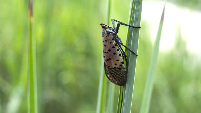 Invasive lanternflies could pose threat to agriculture this summer, experts warn