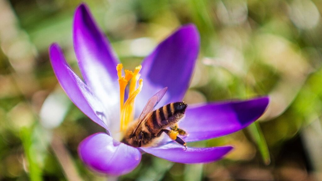Bee swarm in French town leaves 24 injured, 3 in critical condition
