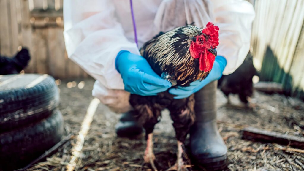 CDC ends bird flu emergency as infections decline, public risk remains low