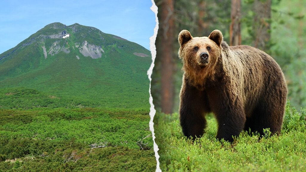 Hiker found dead in Japan after brown bear attack on Mount Rausu trail: report
