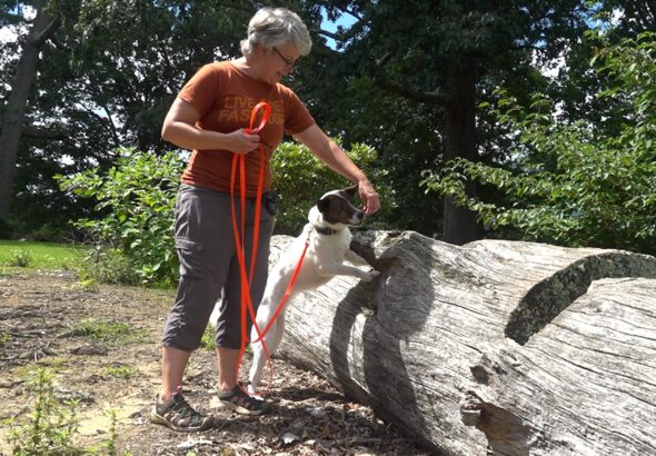 Dogs trained to detect spotted lanternfly eggs