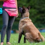 Diabetic alert dogs detect blood sugar changes before glucose monitors