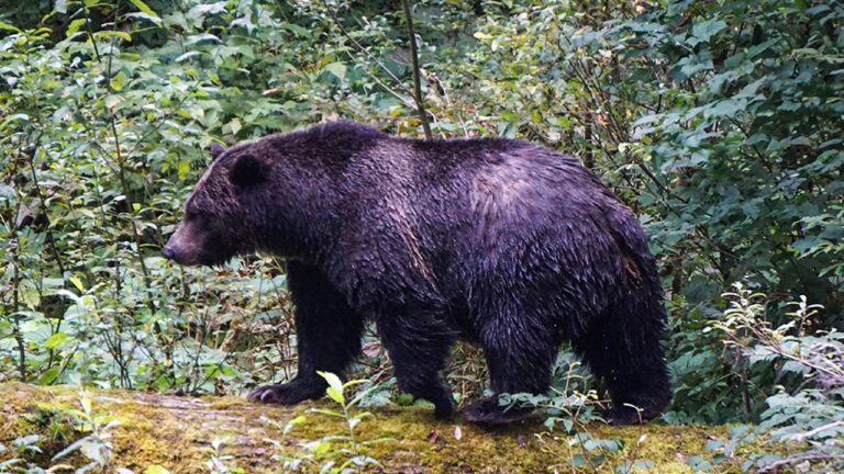Teachers fight off grizzly bear attacking students in British Columbia: ‘Heroes’