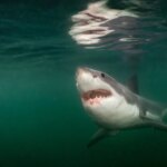 Pictures of the Year from National Geographic include stunning shark encounter