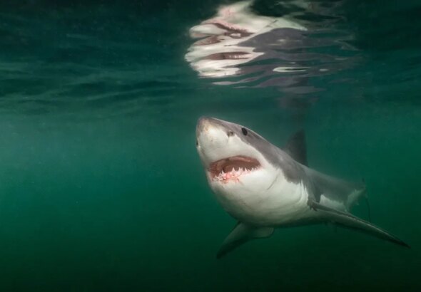Pictures of the Year from National Geographic include stunning shark encounter