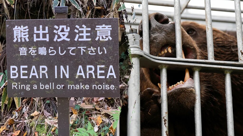 Japan faces record bear attacks with 10 deaths, 100+ injuries this year
