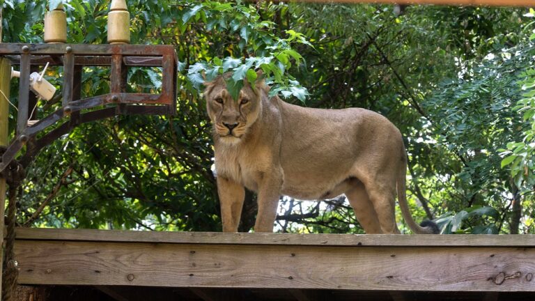 19-year-old mauled to death after climbing into Brazil zoo lion cage