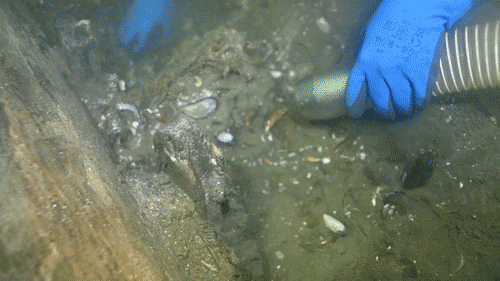 Archaeologists stunned as world’s largest cog ship discovered off Denmark coast