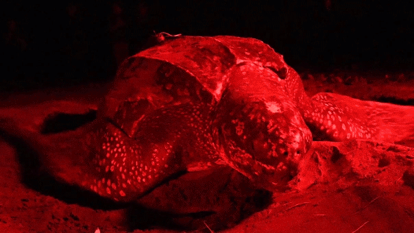 Riptide the leatherback turtle swims impressive 7,000 miles in 7 months