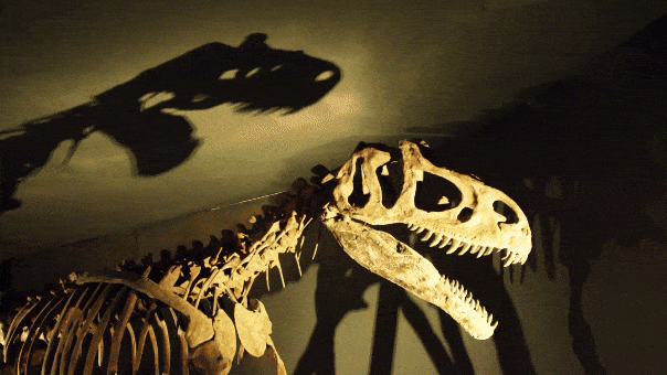 Dinosaur drama: Scientists say T rex’s growth took 40 years, far longer than believed