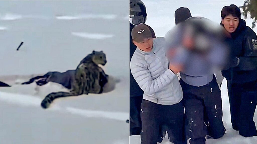 Snow leopard attacks female skier taking photo in China’s Fuyun County