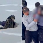 Snow leopard attacks female skier taking photo in China’s Fuyun County