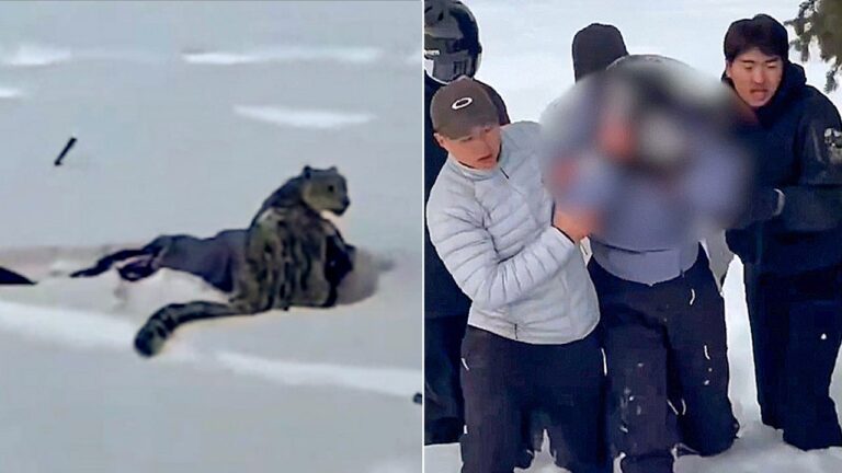 Snow leopard attacks female skier taking photo in China’s Fuyun County