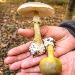 Toxic death cap mushrooms spark multiple poisonings and 3 deaths