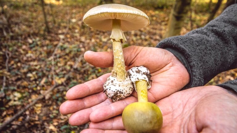 Toxic death cap mushrooms spark multiple poisonings and 3 deaths