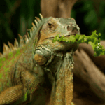 Florida allows permit-free iguana collection during cold freeze weather event