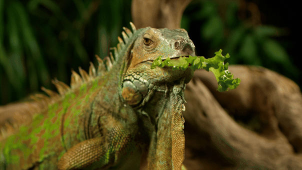 Florida allows permit-free iguana collection during cold freeze weather event